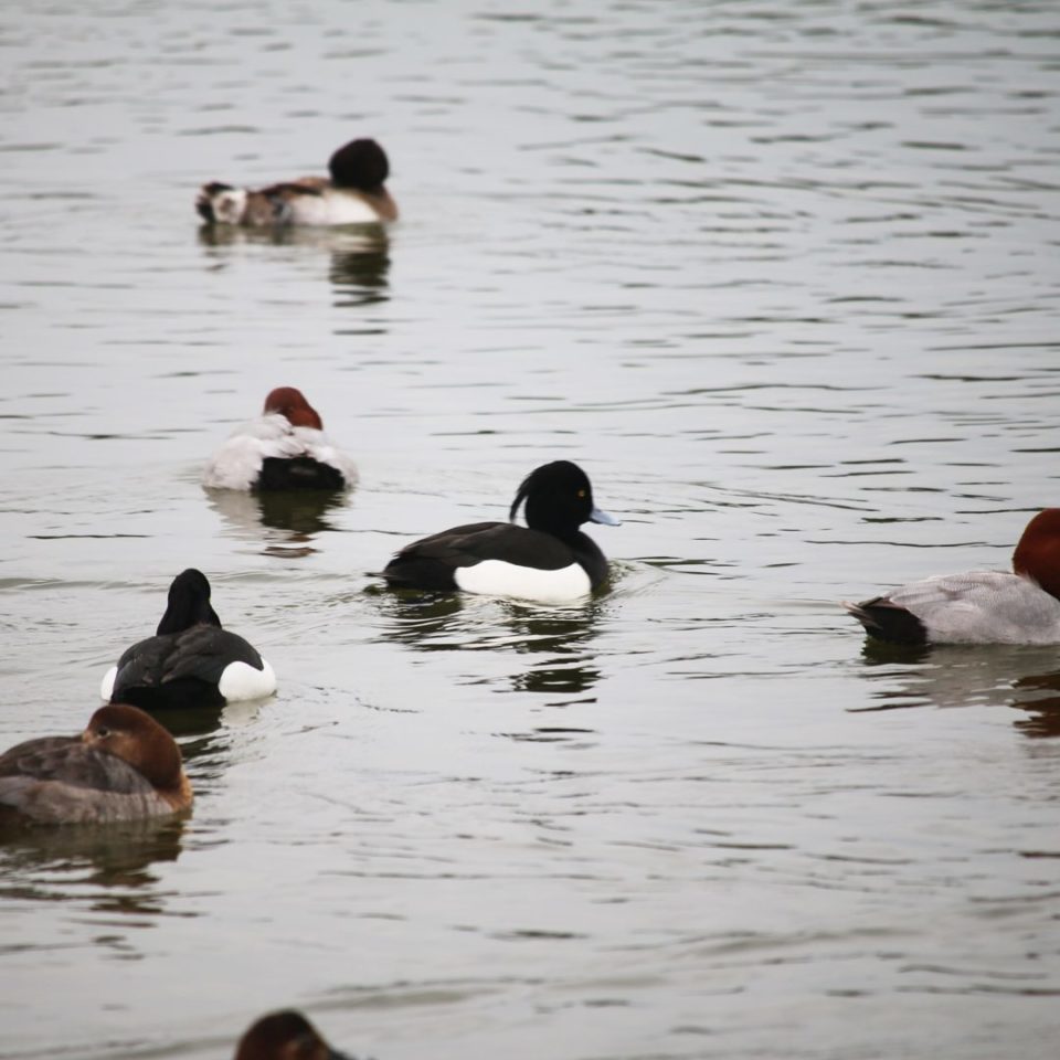 福岡市で見られる野鳥～冬～ | 株式会社ゲイトウェブ